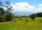 Donkeys at Io's Nest
